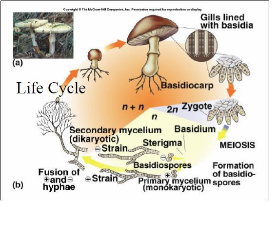 Fungi Lecture Flashcards Chegg Com