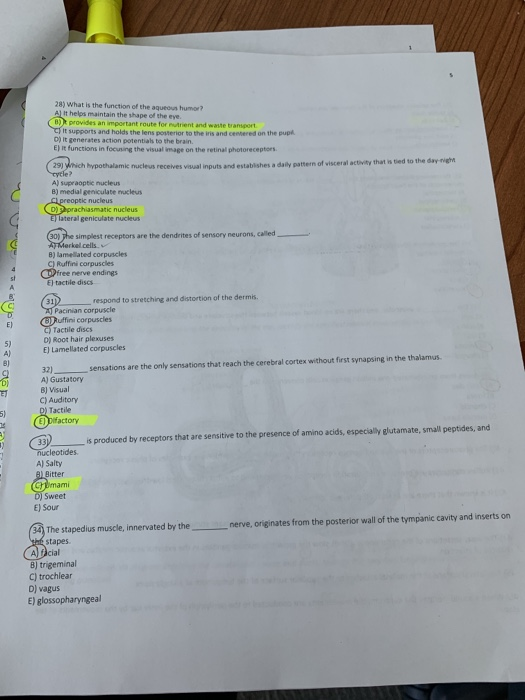 Solved 28) What is the function of the aqueous humor? A It | Chegg.com