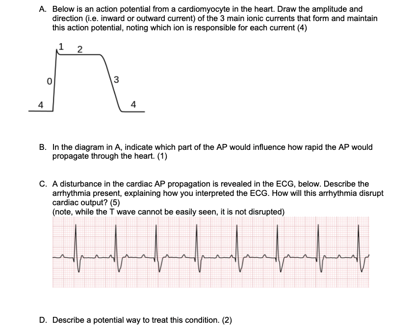 Solved A. Below is an action potential from a cardiomyocyte | Chegg.com