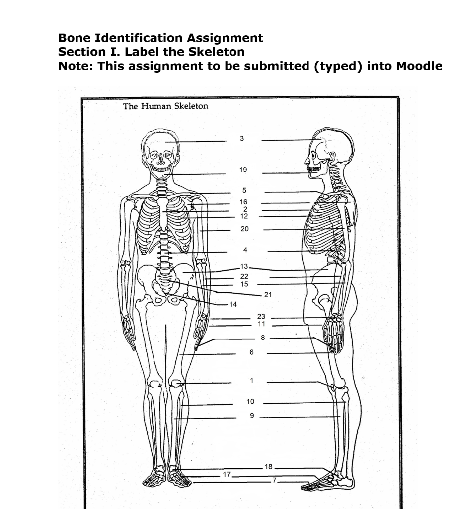 Solved Bone Identification Assignment Section I. Label the | Chegg.com