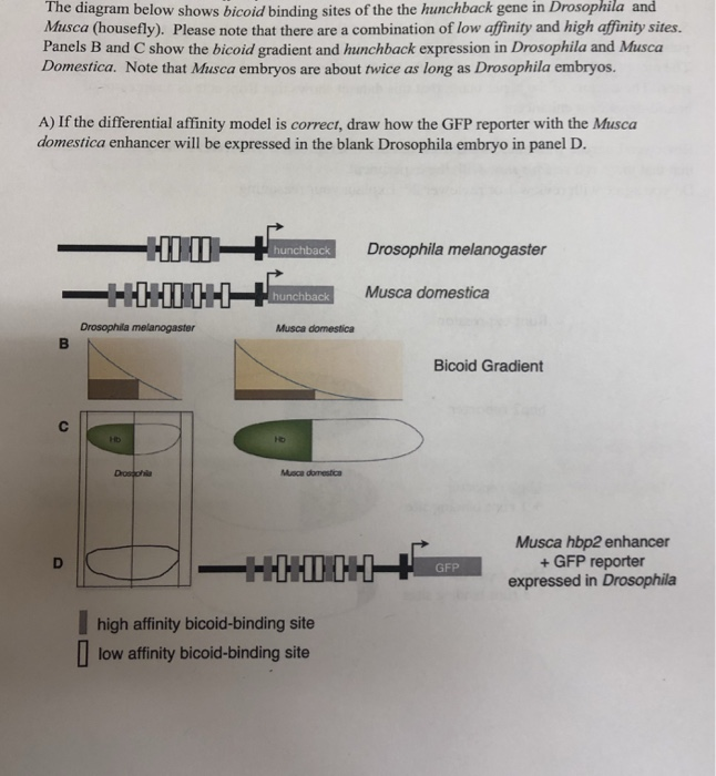 Solved The diagram below shows bicoid binding sites of the | Chegg.com