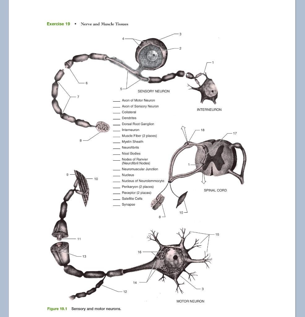 Solved The Spinal Cord, Spinal Nerves, and Reflex Arcs | Chegg.com