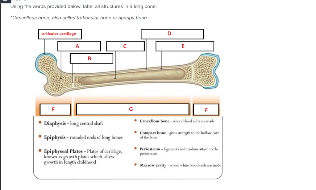 What Part Of The Bone Is Called The Growth Plate