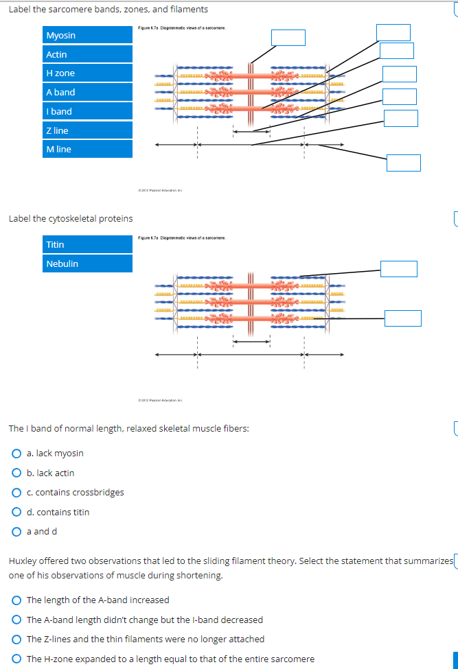 Label the sarcomere bands, zones, and filaments
\begin{tabular}{l} 
Myosin \\
\hline Actin \\
\hline Hzone \\
\hline A band \