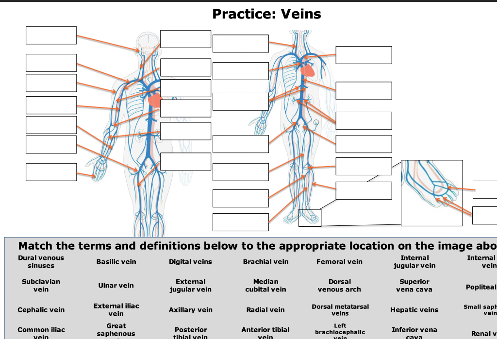 Solved Practice Veins Match the terms and definitions below
