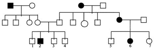 Solved Using the pedigree below, apply the laws of | Chegg.com