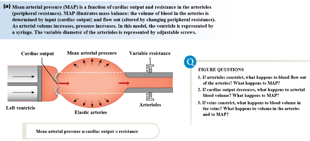 A Mean Arterial Pressure MAP Is A Function Of Chegg Com   PhpHo2GMl 