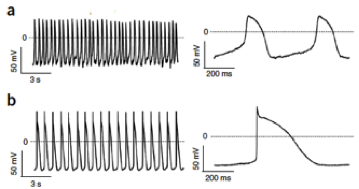 Solved which graph corresponds to pacemaker potentials (a or | Chegg.com