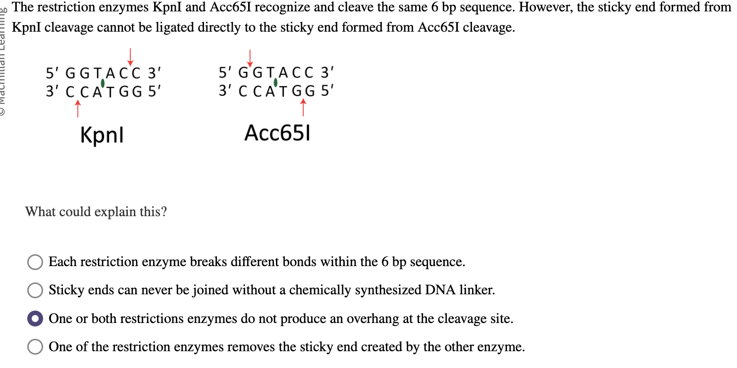 Solved The Restriction Enzymes Kpni And Acc65i Recognize And 0028