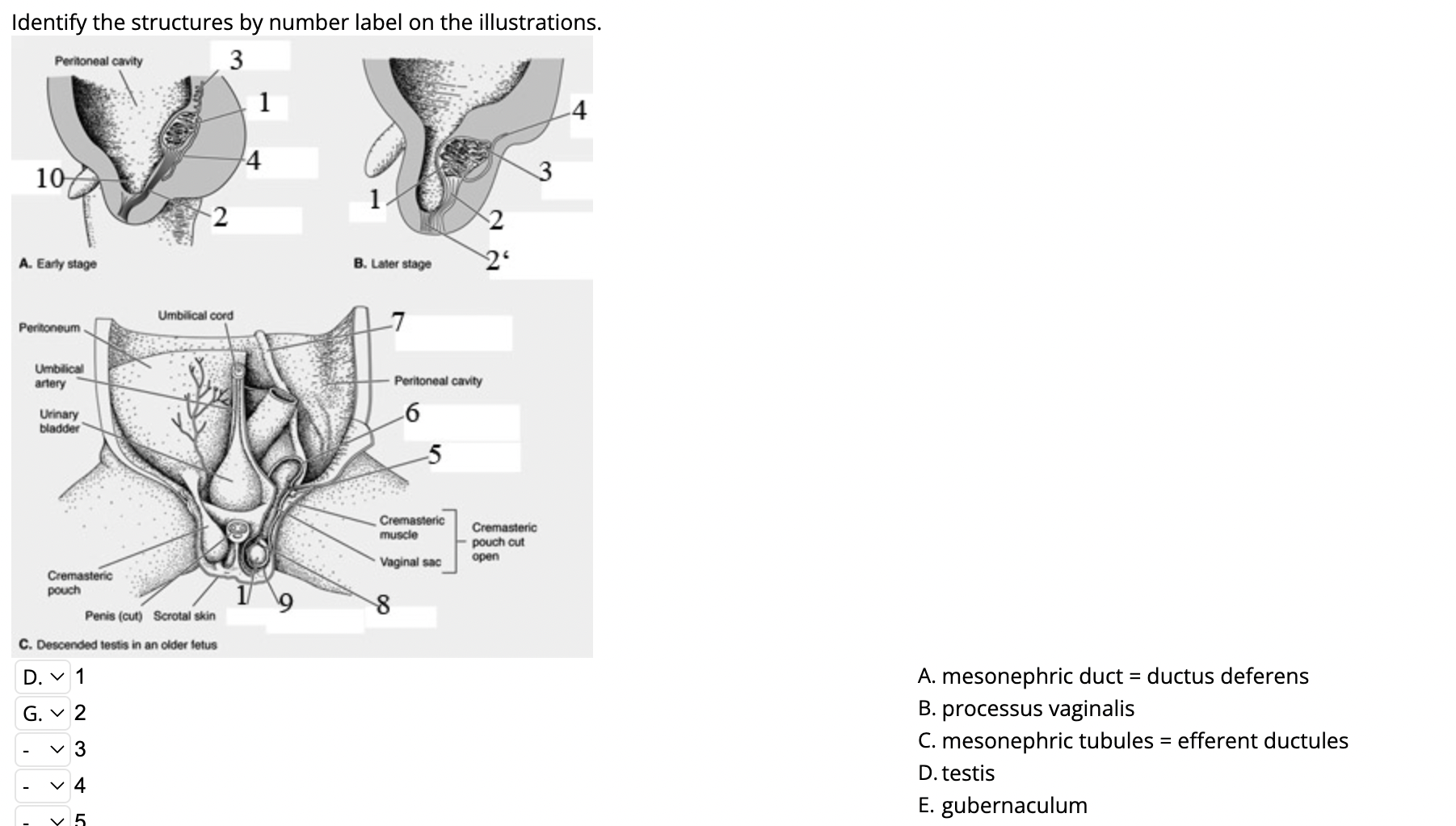 Identify the structures by number label on the illustrations.
1
2
3
4
A. mesonephric duct = ductus deferens
B. processus vagi