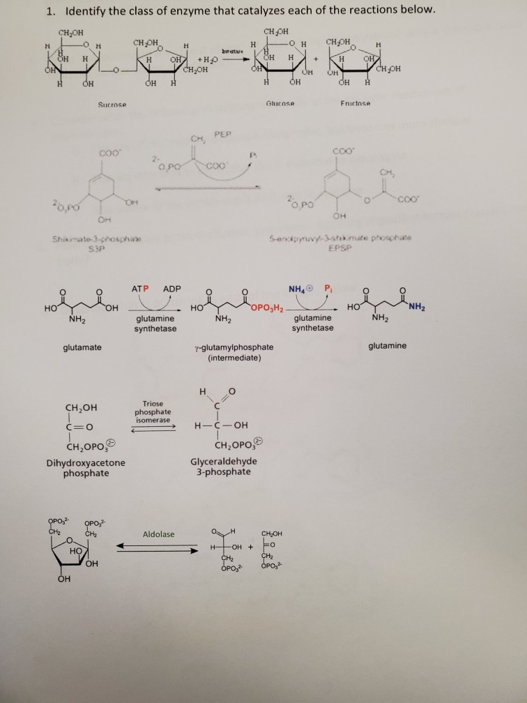 Solved 1. Identify the class of enzyme that catalyzes each