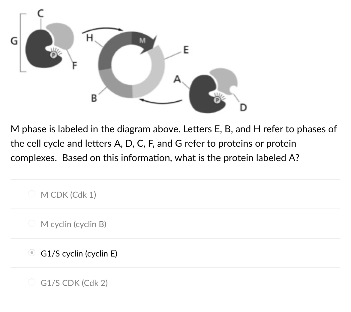Solved M phase is labeled in the diagram above Letters Biology Diagrams