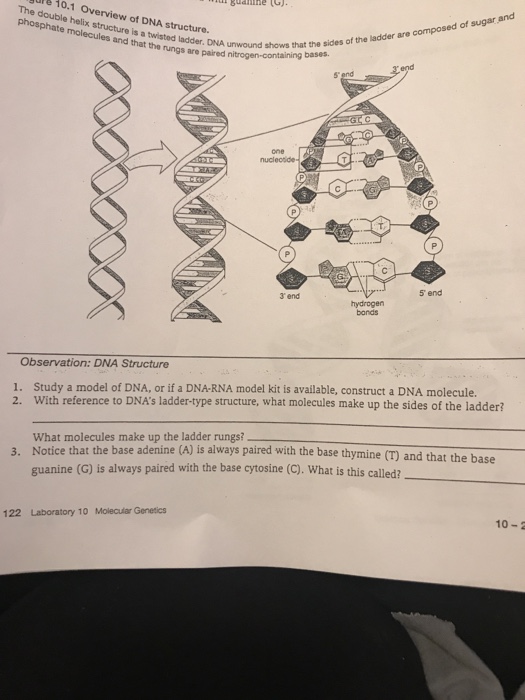 what-molecules-make-up-the-sides-of-the-dna-ladder-mugeek-vidalondon