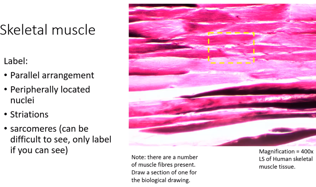Skeletal Muscle Under The Microscope   Steemit
