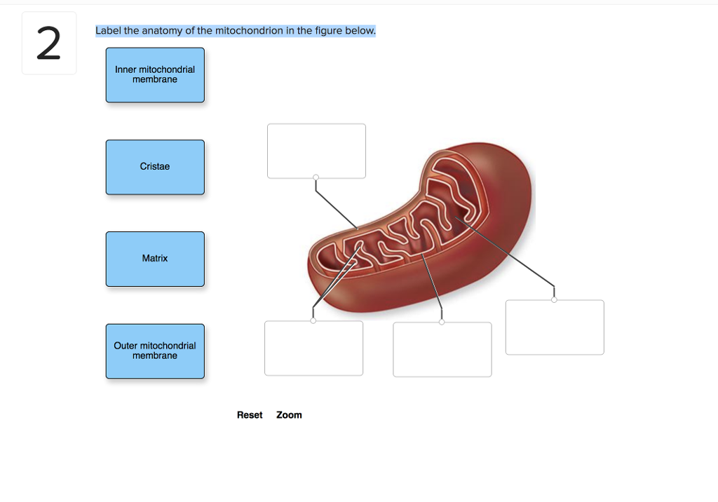 Mitochondria Parts And Functions