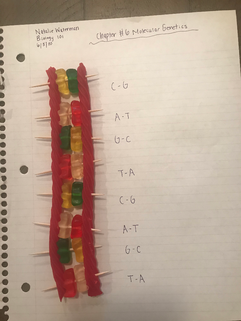 Solved If my DNA sequence is T G A C G T G A