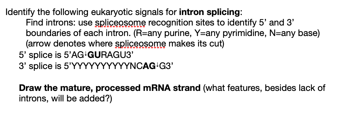 Solved Identify the following eukaryotic signals for intron | Chegg.com