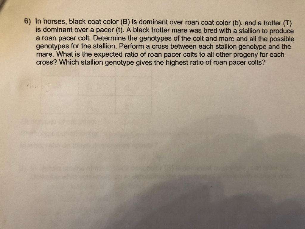 Solved 6) In Horses, Black Coat Color (B) Is Dominant Over | Chegg.com