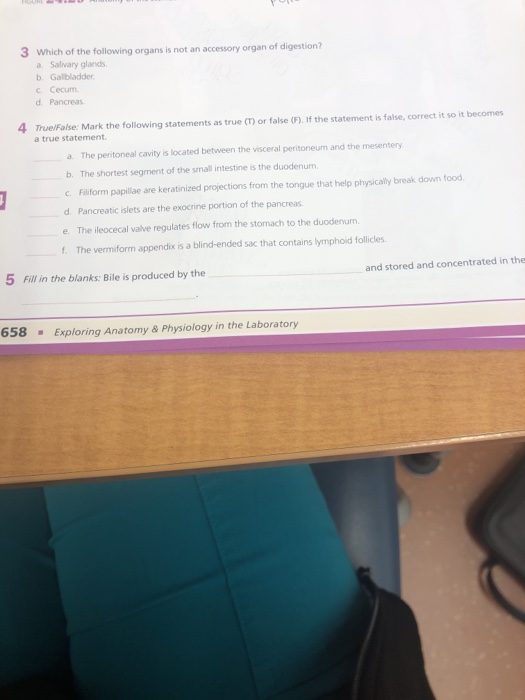 Which Of The Following Organs Is Not An Accessory Organ Of Digestion