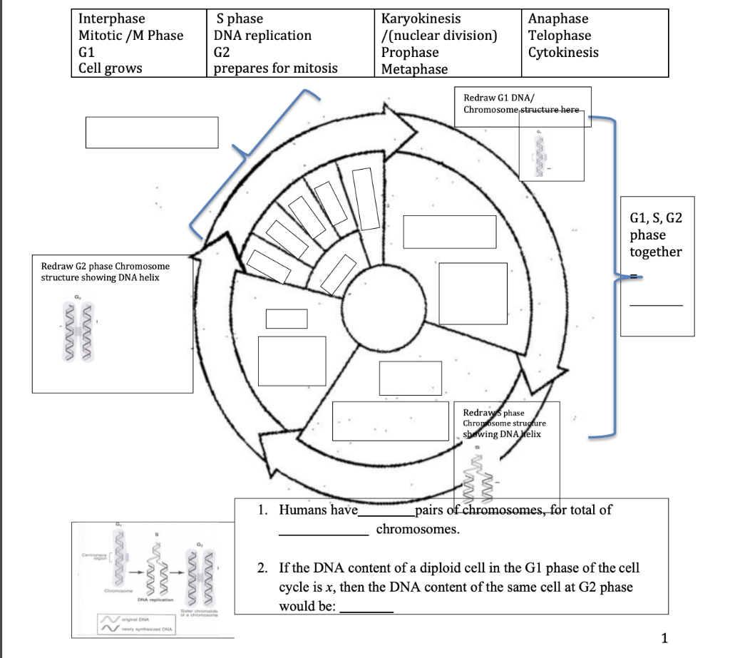 Solved 2. If the DNA content of a diploid cell in the G1 | Chegg.com