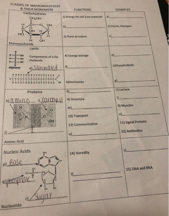 Solved CLASSES OF MACROMOLECULES & THEIR MONOMERS FUNCTIONS | Chegg.com