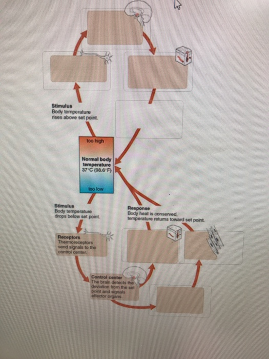 Temperature Regulation Negative Feedback Loop