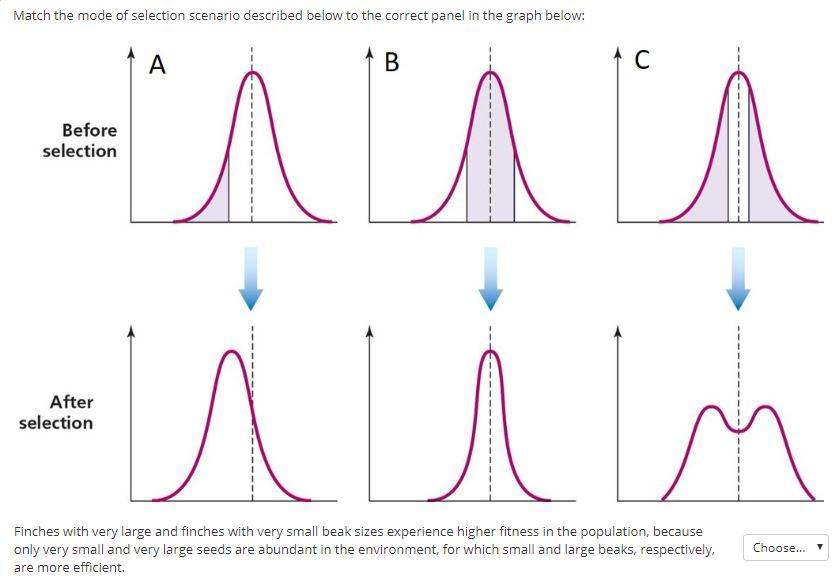 Stabilizing Selection Graph