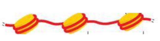 Solved The following diagram was provided to you as the | Chegg.com