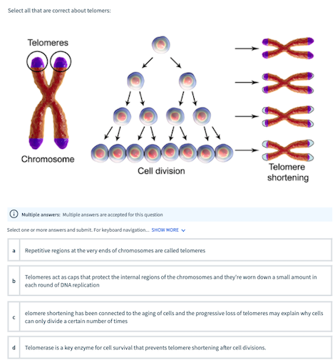 UNSW on X: Eventually, the telomere is too short – the cell stops dividing  and either destroys itself or becomes inactive. As we age, many of our  cells reach this stage, so