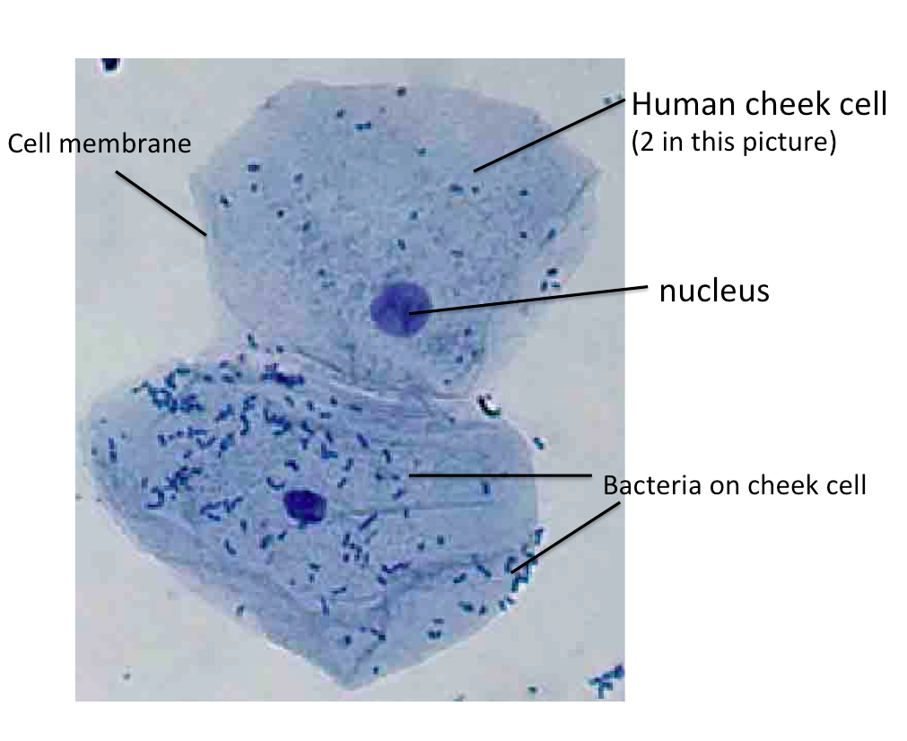 cheek cells 100x