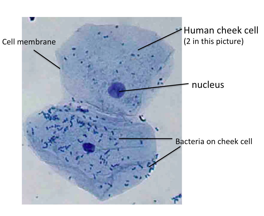 Cheek Cells Under Microscope Microscopic Cheek Cells YTXPJ Cheek Cells Under Microscope Microscopic Cheek Cells YTXPJ
