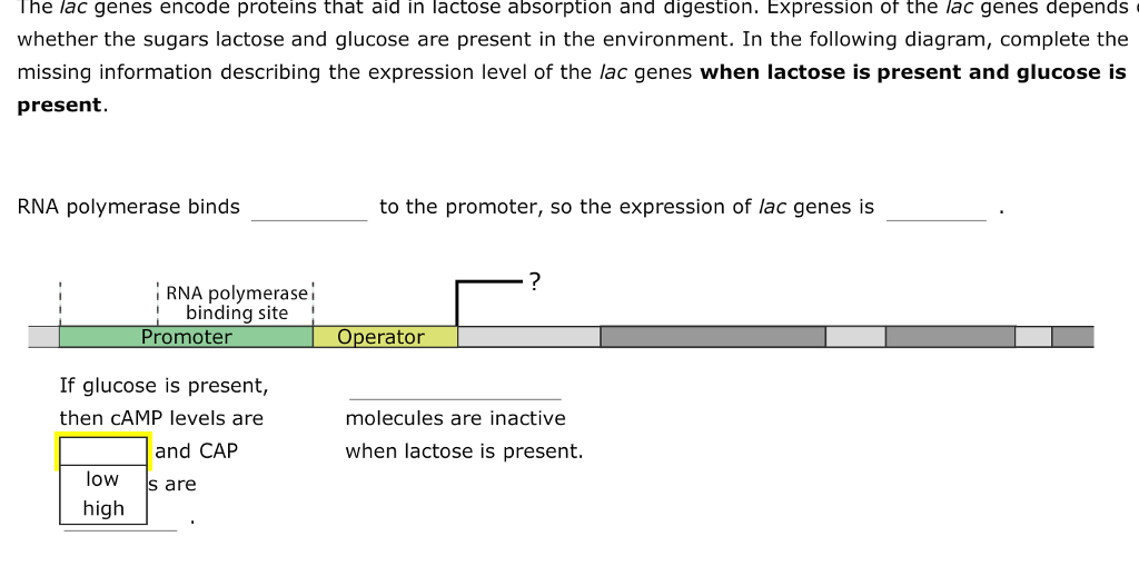 Solved 2. Regulation of prokaryotic gene expression Aa Aa | Chegg.com