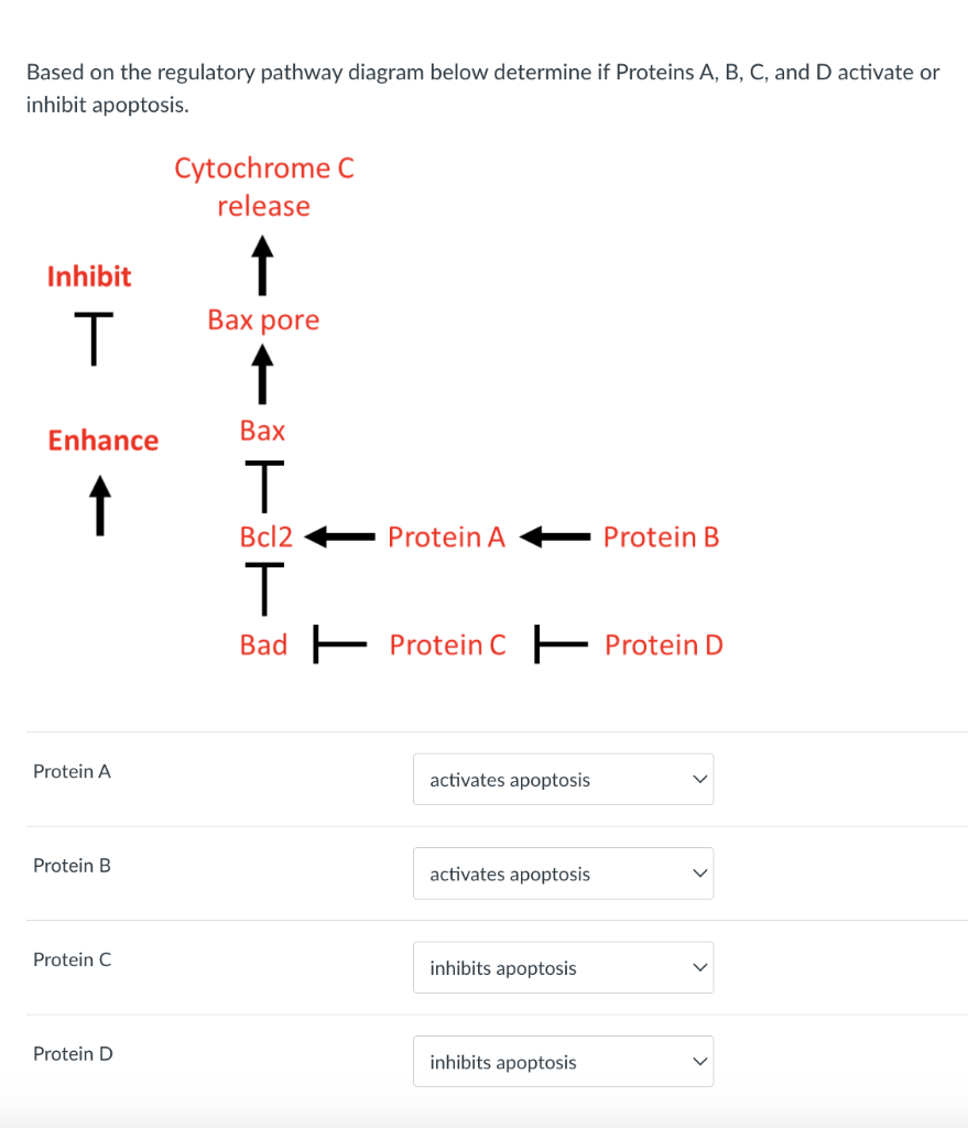 Solved Based on the regulatory pathway diagram below | Chegg.com