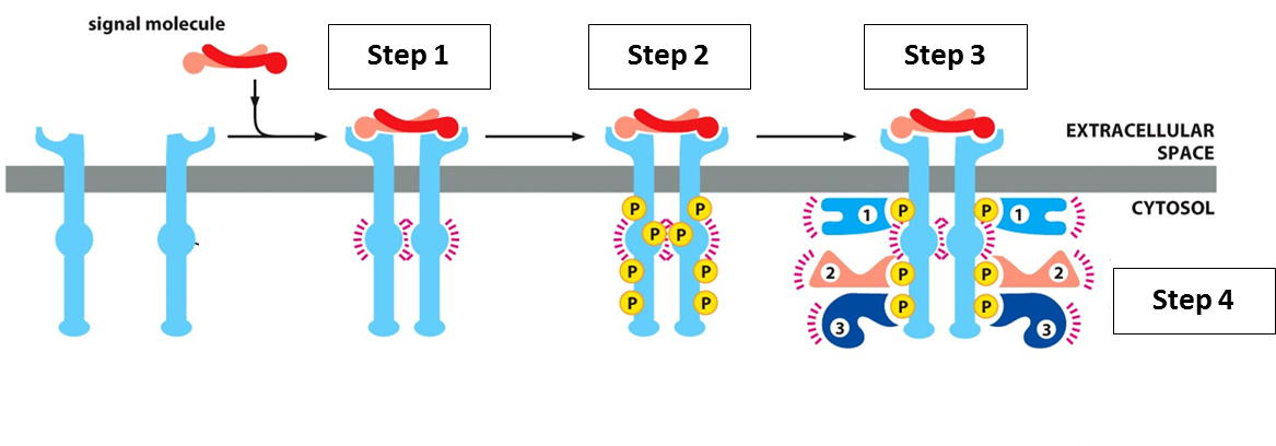 Solved Match the correct description (provided as A – D in | Chegg.com