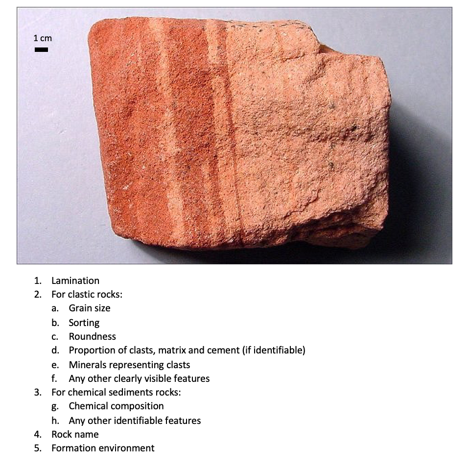 Solved 1 cm 1 C. 1. Lamination 2. For clastic rocks: a. | Chegg.com