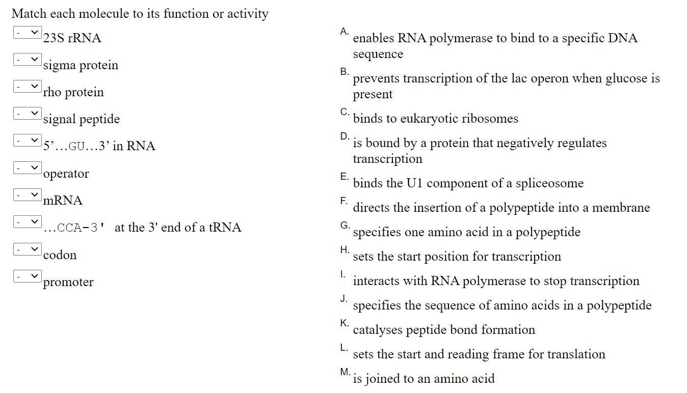 Solved Match Each Molecule To Its Function Or Activity A. | Chegg.com