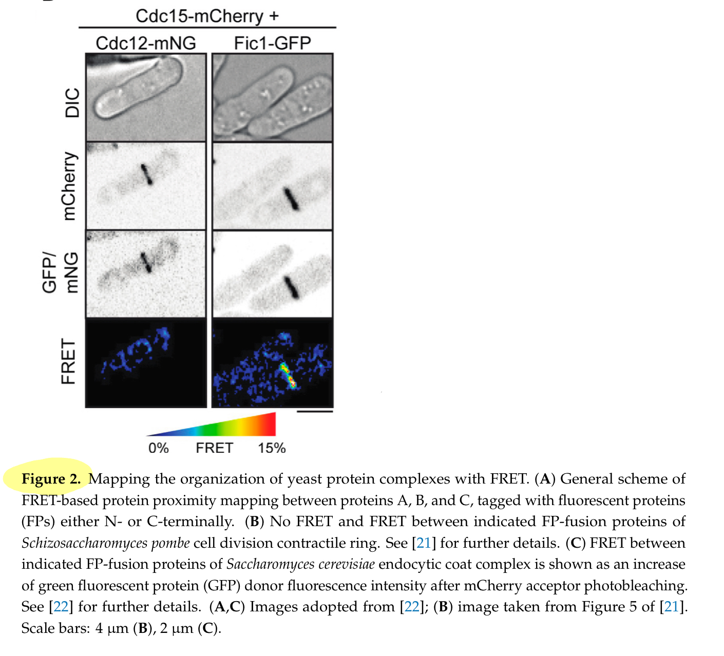 Solved Forster Resonance Energy Transfer (FRET) Microscopy | Chegg.com