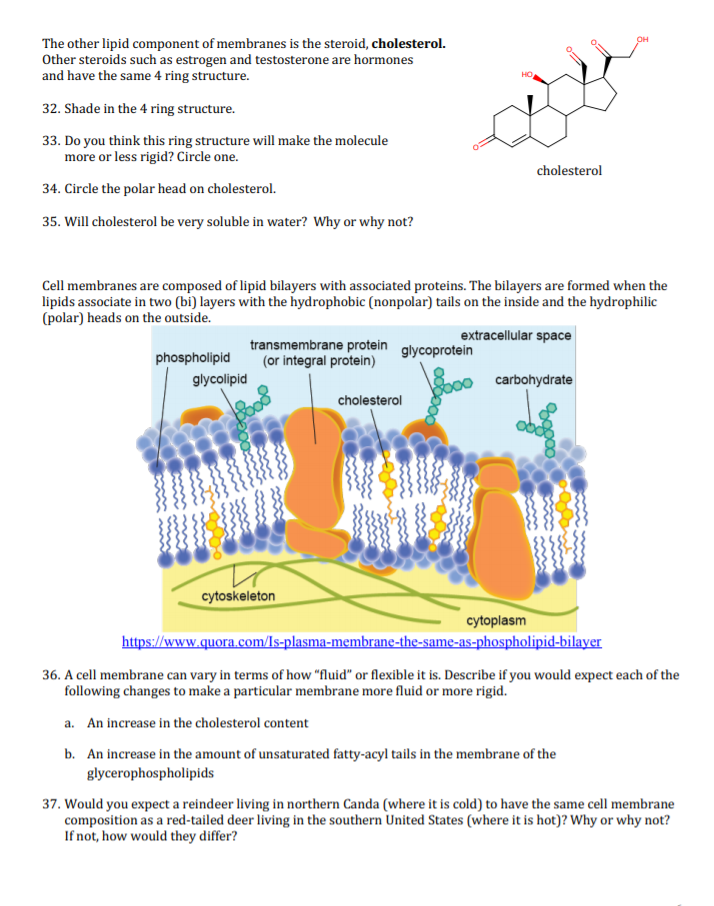 Why Is Cholesterol An Important Component Of Animal Cell Membranes