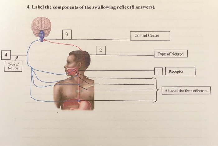 4. Label the components of the swallowing reflex (8 | Chegg.com