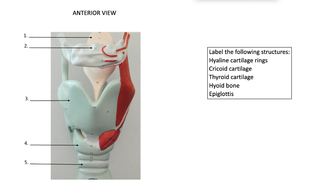 cricoid cartilage