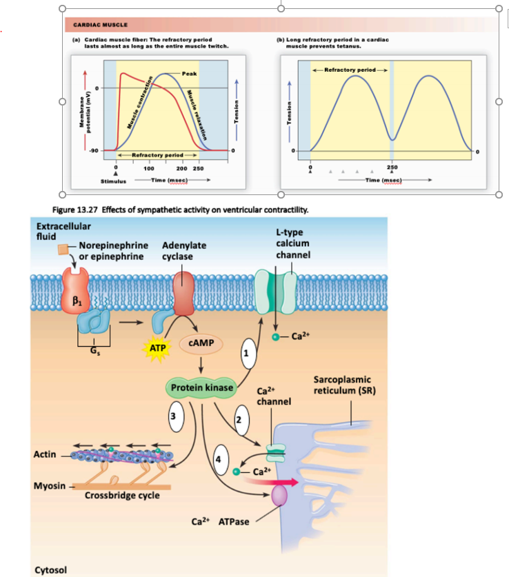 Solved 21. Draw arrows to indicate the movement of ions, K+, | Chegg.com