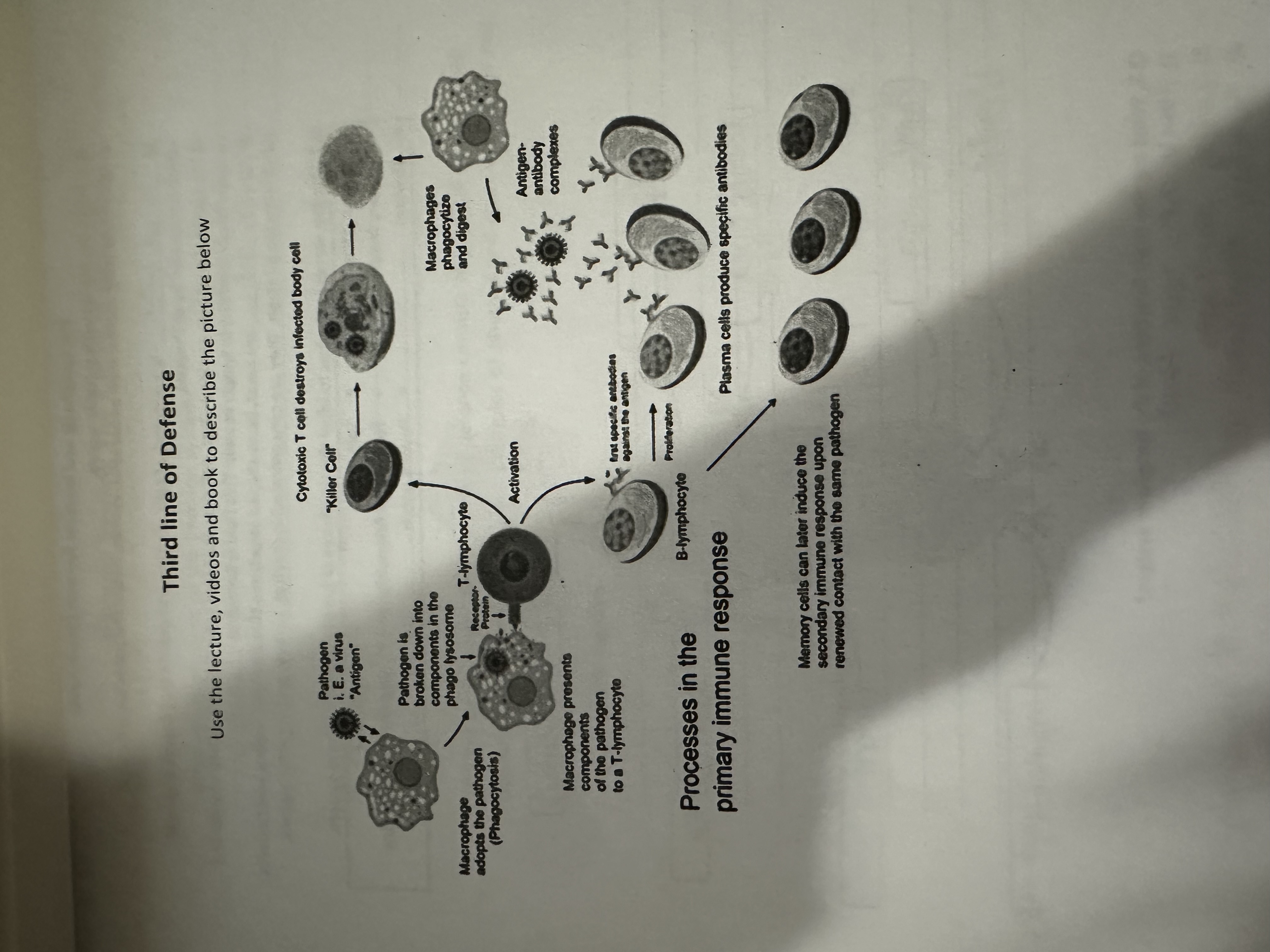 Solved Third line of Defense Use the lecture, videos and | Chegg.com