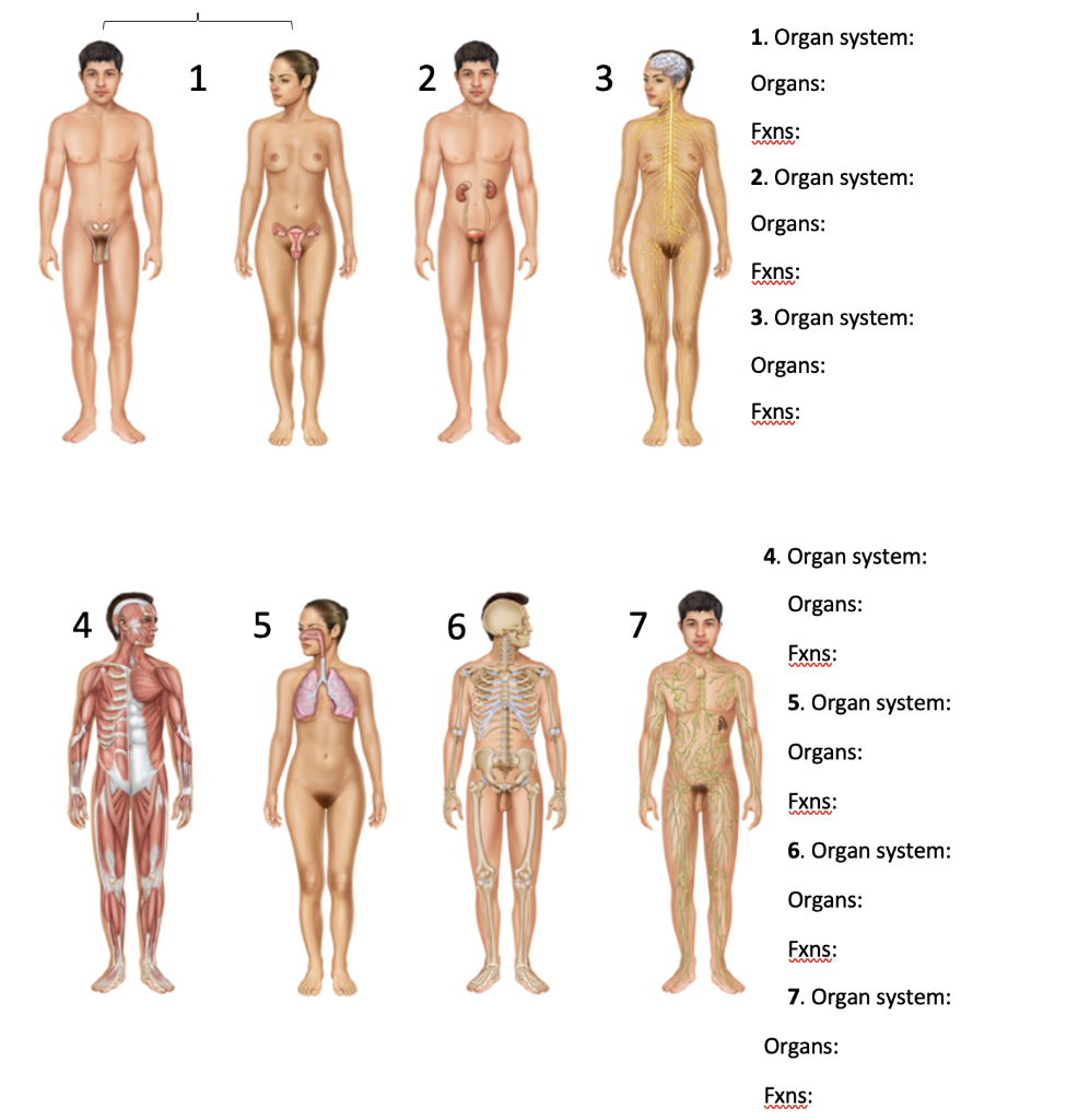 Solved identify the organ system by the organs highlighted | Chegg.com
