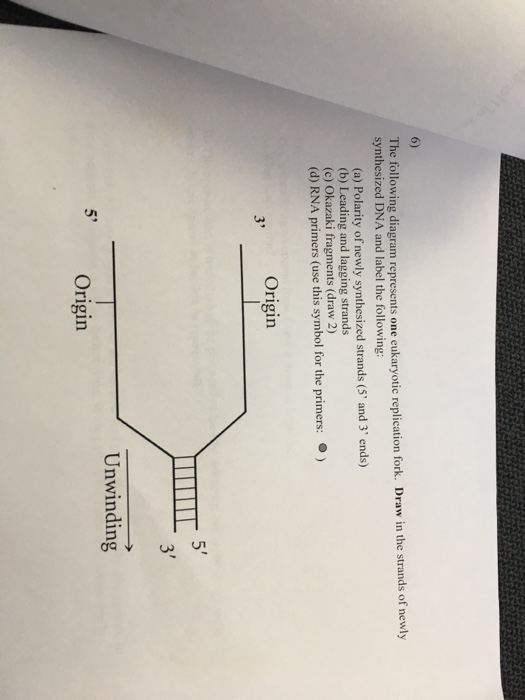 Solved The following diagram represents one eukaryotic | Chegg.com