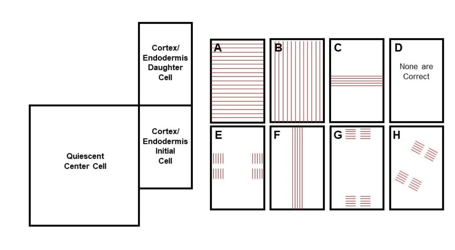 The diagram on the left represents a quiescent center