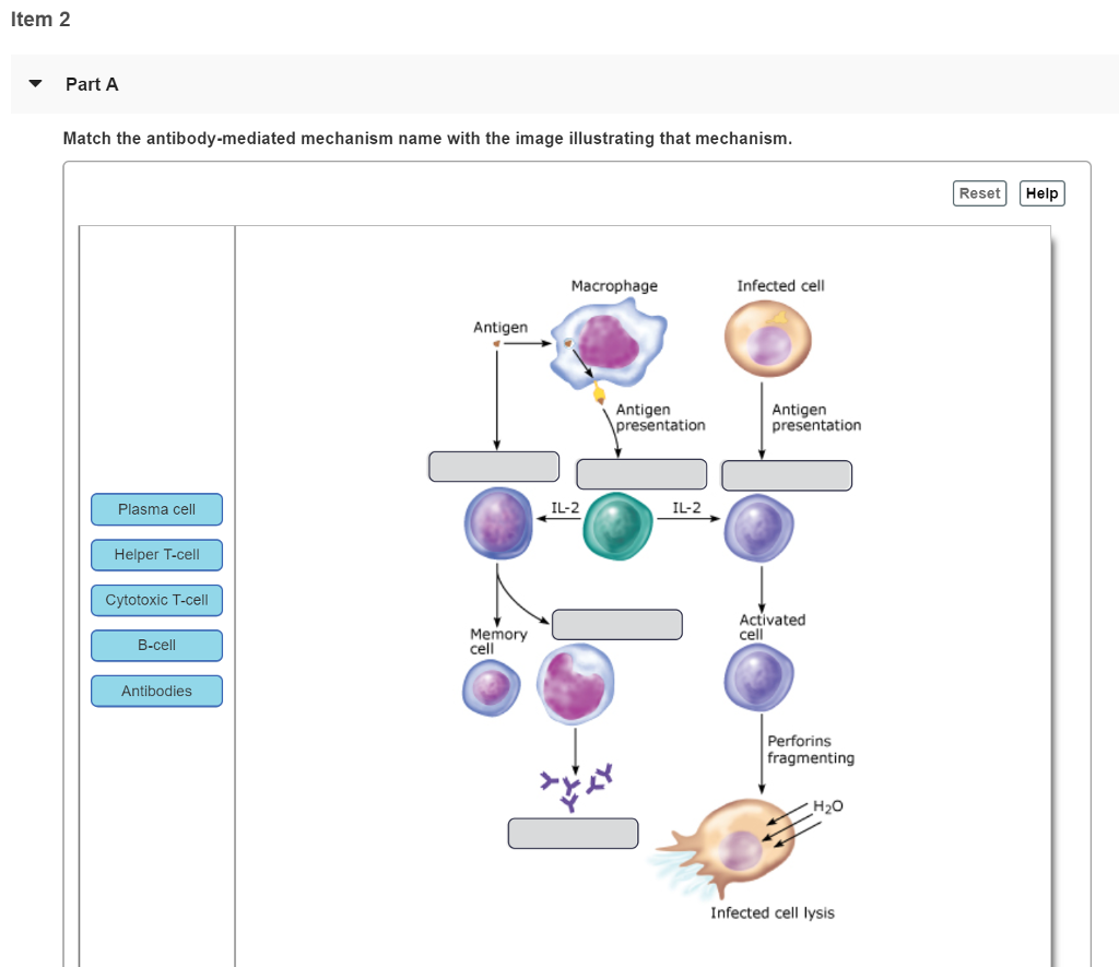 Solved Item 2 Part A Match the antibodymediated mechanism
