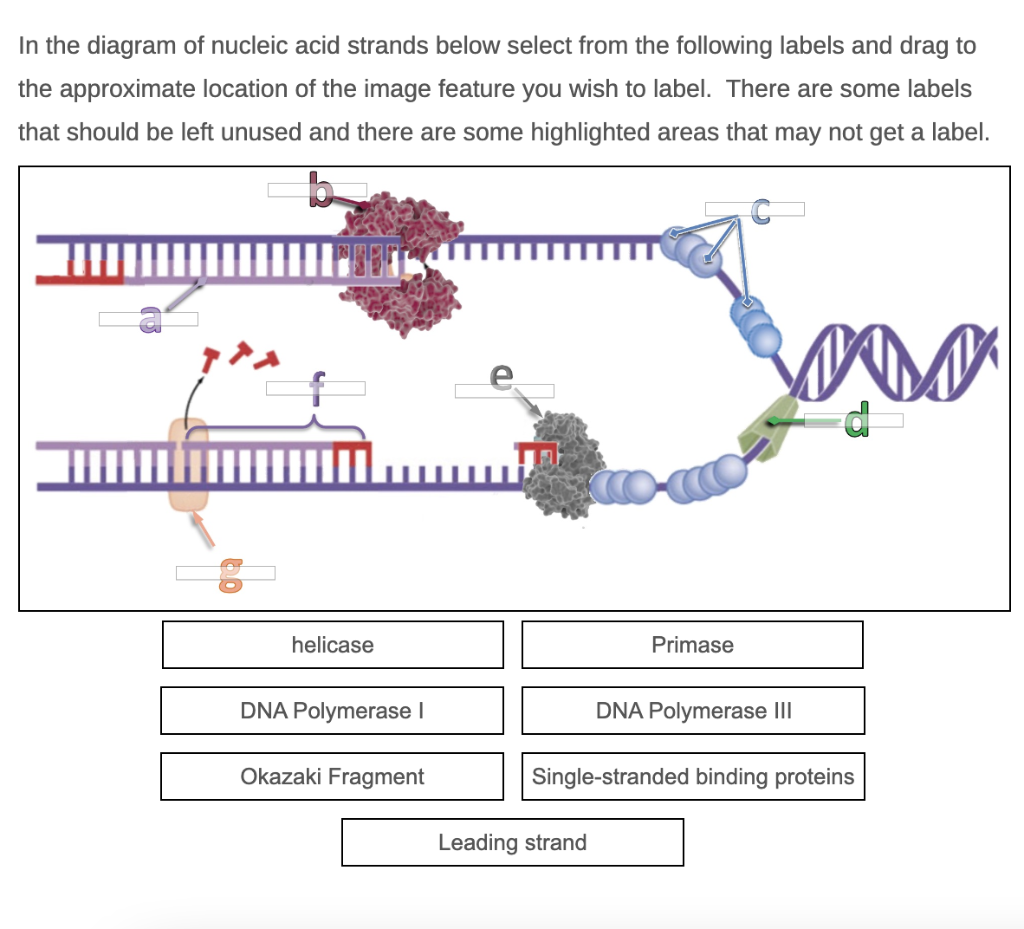 Solved In the diagram of nucleic acid strands below select | Chegg.com