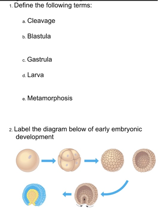 What Is Cleavage In Science Definition