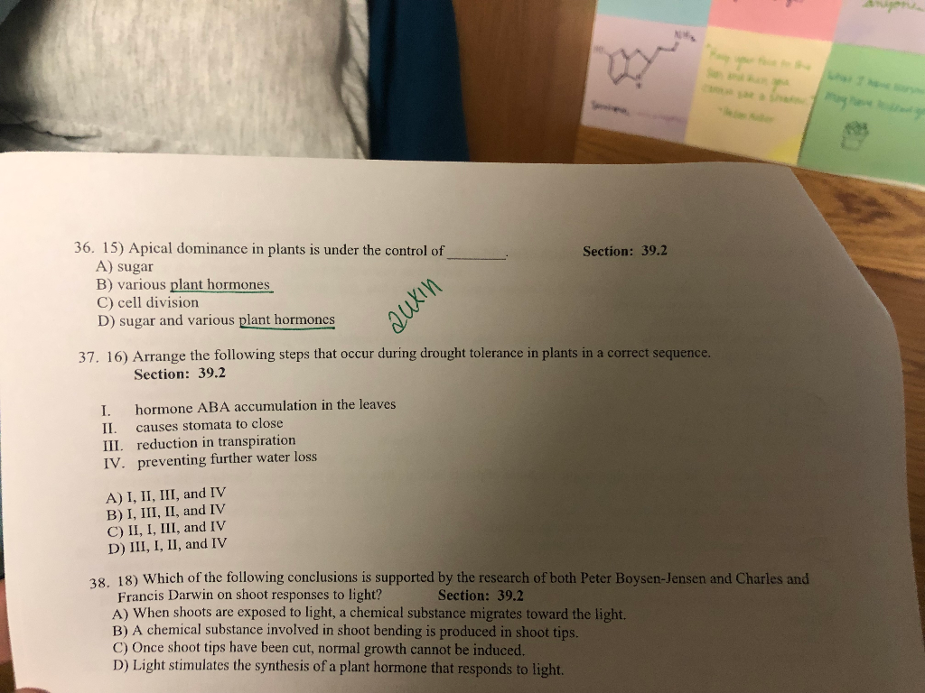 Define Apical Dominance In Plants