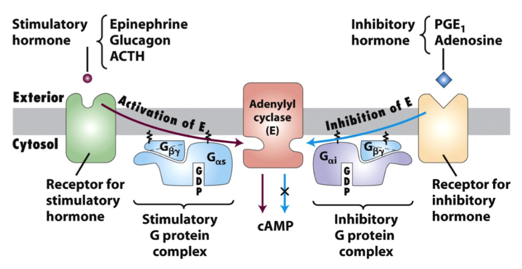 inhibitory-pge-the-figure-shows-two-gpcr-chegg